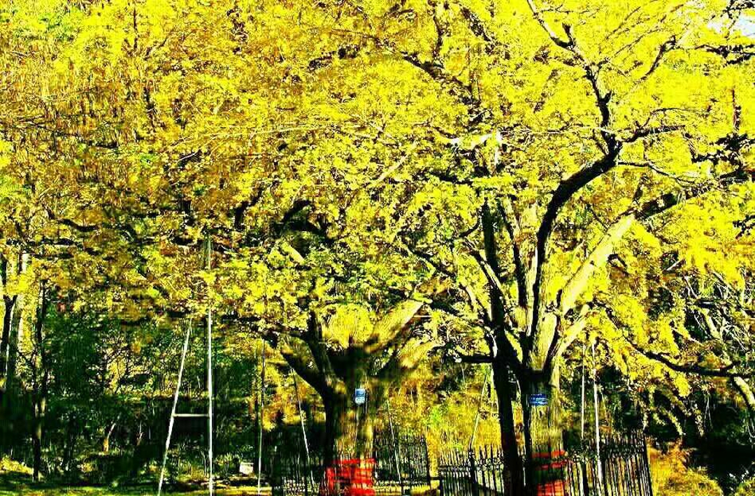 1543628562792301.jpg image001.jpg