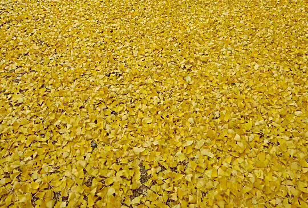 1543628620513498.jpg image005.jpg