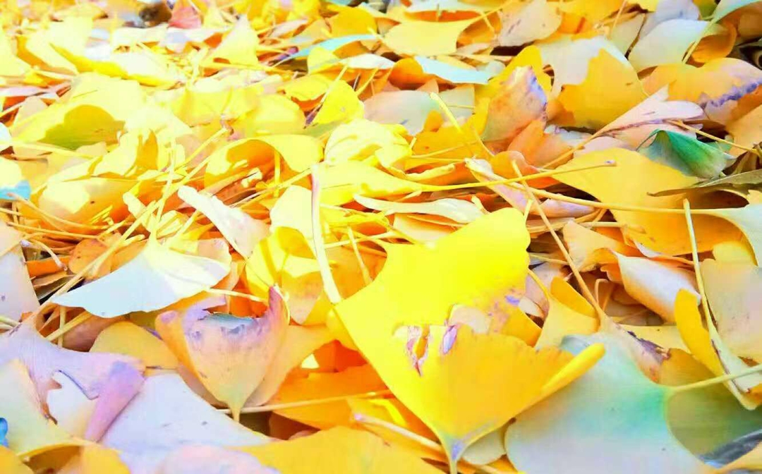 1543628631125274.jpg image007.jpg